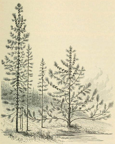 THE GROVE FORM. THE ISOLATED FORM (PINUS TUBERCULATA)