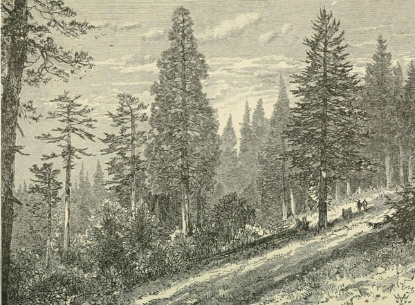 FOREST OF SEQUOIA, SUGAR PINE, AND DOUGLAS SPRUCE.