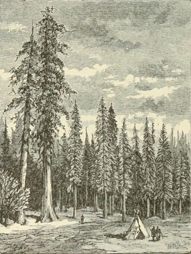 FOREST OF GRAND SILVER FIRS. TWO SEQUOIAS IN THE FOREGROUND ON THE LEFT