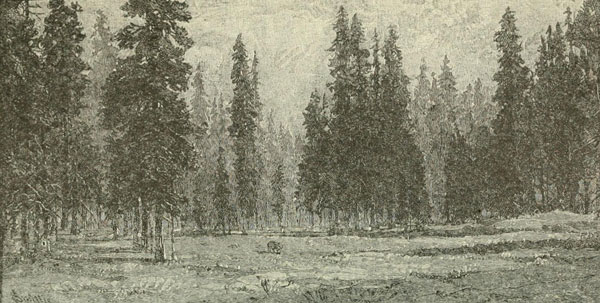 VIEW OF FOREST OF THE MAGNIFICENT SILVER FIR