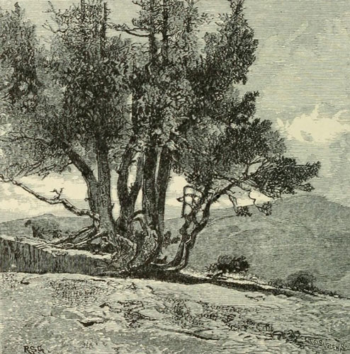 GROUP OF ERECT DWARF PINES