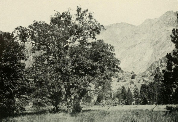 PATE VALLEY, SHOWING THE OAKS. TUOLUMNE CAÑON, YOSEMITE NATIONAL PARK.