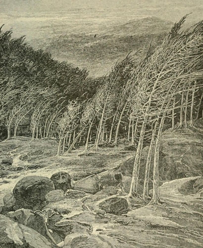 A WIND-STORM IN THE
CALIFORNIA FORESTS. (AFTER A SKETCH BY THE AUTHOR.)
