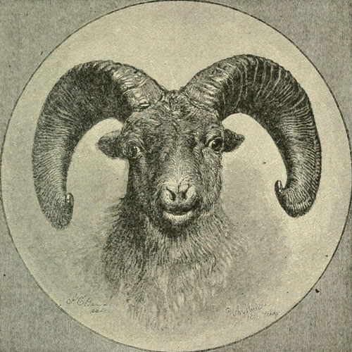 HEAD OF ROCKY MOUNTAIN WILD SHEEP