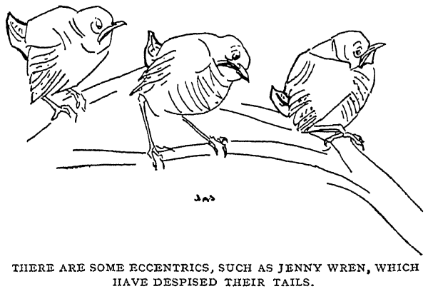There Are Some Eccentrics, Such As Jenny Wren, Which Have Despised their Tails.