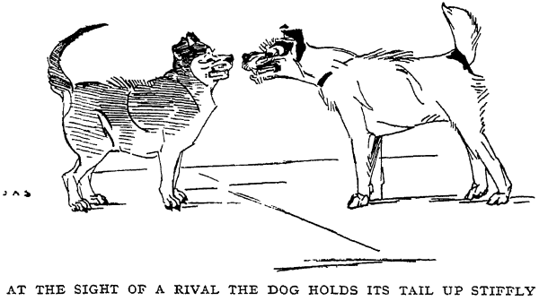 At the Sight of a Rival the Dog Holds Its Tail up Stiffly