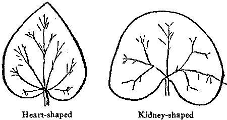 Heart-shaped Kidney-shaped