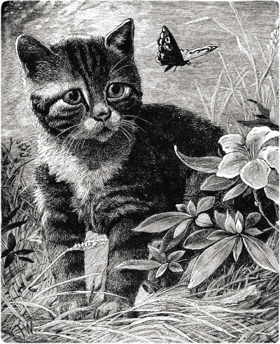 A kitten in a field watching a butterfly.