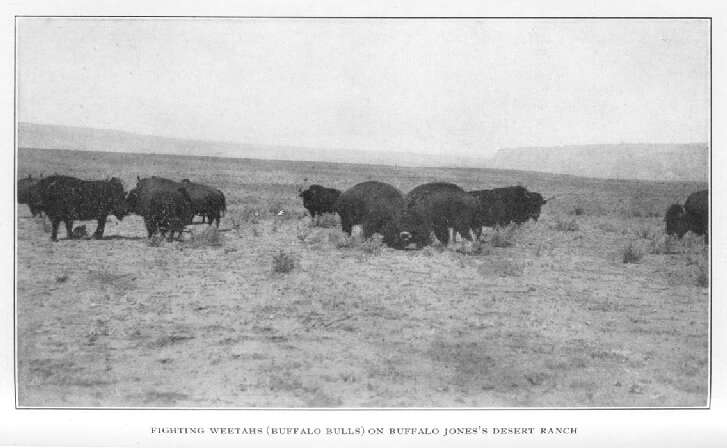 Fighting Weetahs (buffalo Bulls) on Buffalo Jones's Desert Ranch