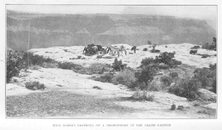 Wild Horses Drinking on a Promontory in the Grand Canyon 