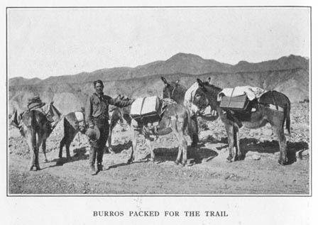 Burros Packed for the Trail 