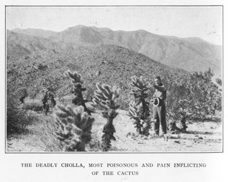 The Deadly Cholla, Most Poisonous and Pain Inflicting Of The Cactus 