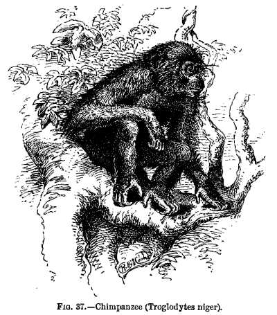 FIG. 37.—Chimpanzee (Troglodytes niger).