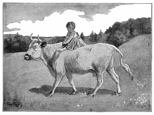 Little Peter on a cow's back.