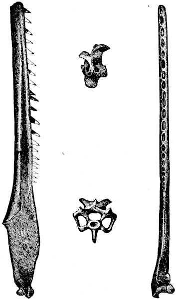 FIG. 5.—ICHTHYORNIS DISPAR (Marsh).

(Side and upper views of half the lower jaw; and side and end views of a
vertebra.)