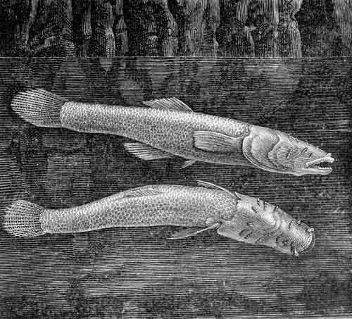 Fishes found in the Mammoth Cave
