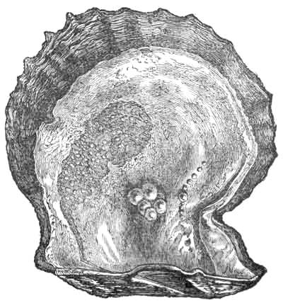 A Pearl Oyster