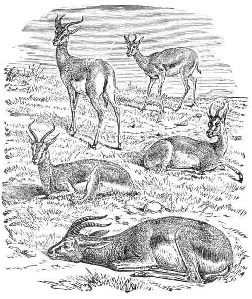 The Five Young Deer
