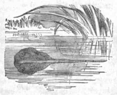 [Illustration: The tadpole or young frog.]