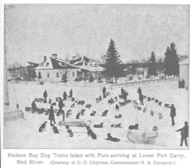 Hudson Bay Dog Trains laden with Furs arriving at Lower Fort Garry.