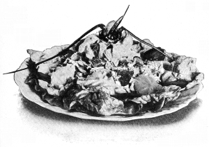 Lobster Salad.