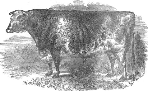 shorthorn bull