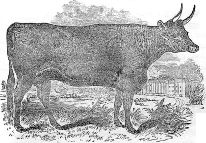 Devon cow
