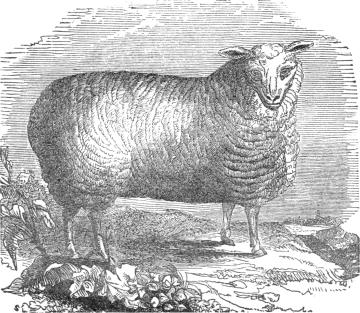 long-wooled ewe