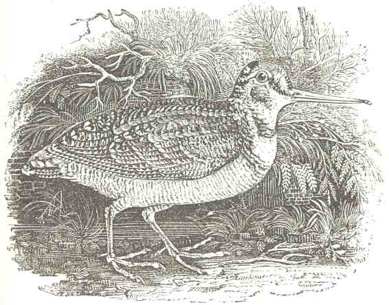 “The Woodcock.”  From Jackson & Chatto’s
“History of Wood-Engraving,” 1839.  Engraved, after
T. Bewick, by John Jackson