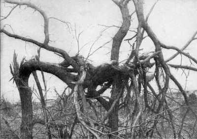 One of the victims of the tornado at Omaha was picked up by the tornado and his corpse left suspended in the broken and twisted limbs of a tree