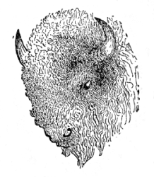 line drawing: bison