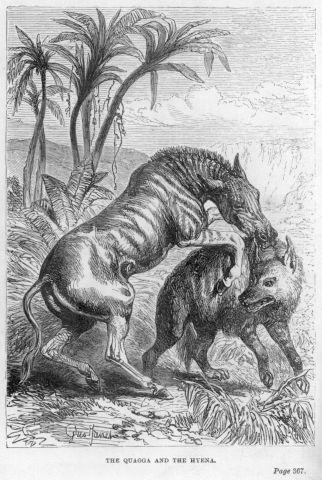 The quagga and the hyena