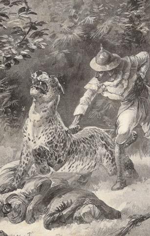 Illustration: Stanley gave a sudden spring, and buried his knife in the leopard.