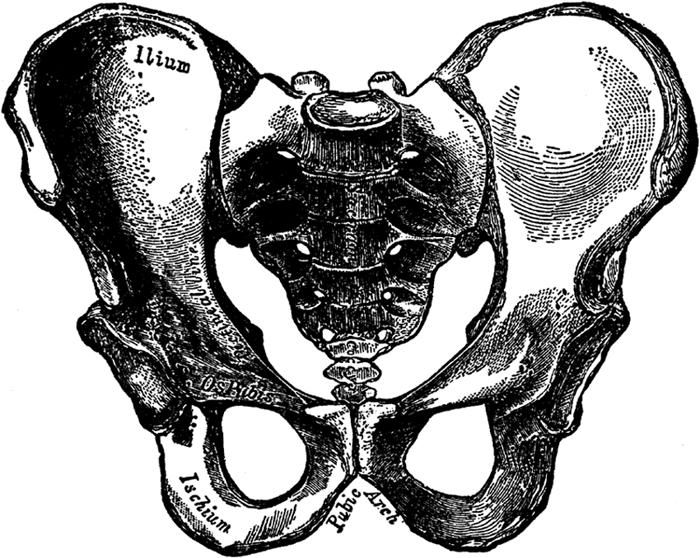 The Pelvis of the Male.