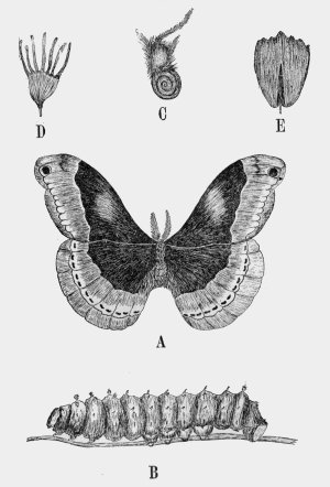 moth, caterpillar