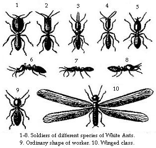 1-8. Soldiers of
different species of White Ants.—9. Ordinary shape of worker.—10. Winged class.