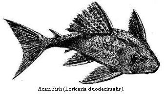 Acari Fish (Loricaria duodecimalis).