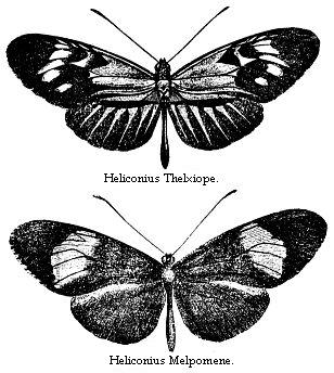 Heliconius Thelxiope and Heliconius Melpomene.