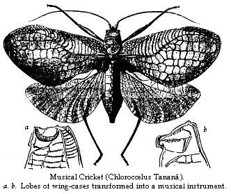Musical Cricket
(Chloorocoelus Tanana). a. b. Lobes of wing-cases transformed into a musical instrument.
