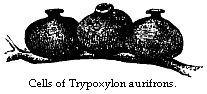 Cells of Trypoxylon aurifrons.