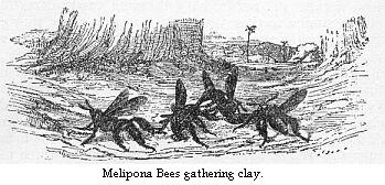 Melipona Bees gathering clay.
