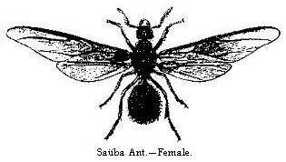 Sauba Ant.—Female.