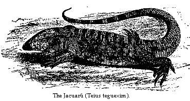 The Jacuaru (Teius teguexim).