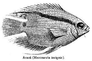 Acará (Mesonauta insignis).