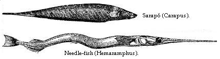 Sarapó (Carapus). Needle-fish (Hemaramphus).