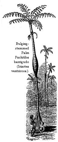 Bulging-stemmed Palm: Pashiúba barrigudo (Iriartea ventricosa).