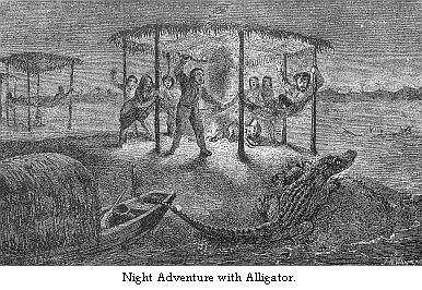 Night adventure with alligator.