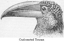 Curl-crested Toucan.