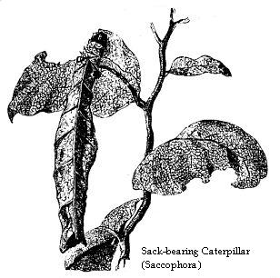 Sack-bearing Caterpillar (Saccophora).