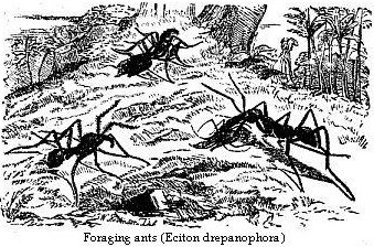 Foraging ants (Eciton drepanophora).